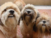 image of lhasa