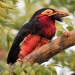 image of bearded_barbet #33