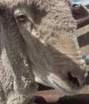 image of animal