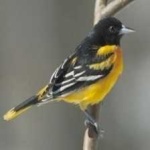 image of bird