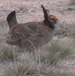 image of prairie_chicken