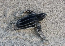 image of leatherback_turtle
