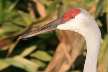 image of crane