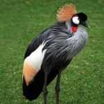 image of bird