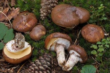 image of mushrooms