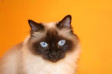 image of birman #11