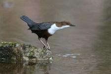 image of water_ouzel
