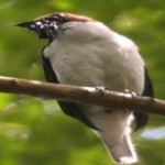 image of bird