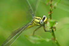 image of dragonfly