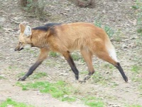 image of red_wolf