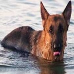 image of animal