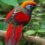 image of bird