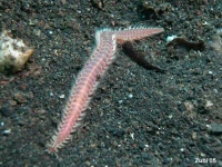 image of flatworm