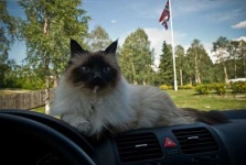 image of birman #28