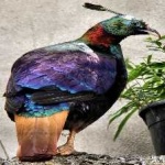 image of bird