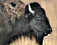 image of bison