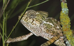 image of african_chameleon