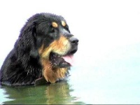 image of tibetan_mastiff #0