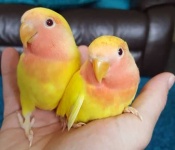 image of lovebird
