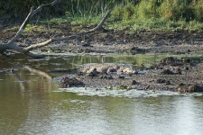 image of african_crocodile