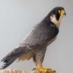 image of bird