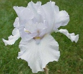 image of flower