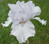 image of bearded_iris #49