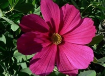 image of flower