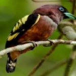 image of banded_broadbill #0