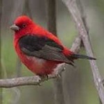 image of bird