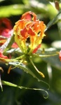 image of flower