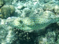 image of puffer