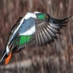 image of bird