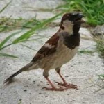 image of bird