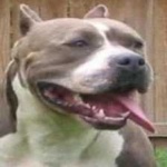 image of pit_bull #11