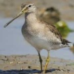 image of bird