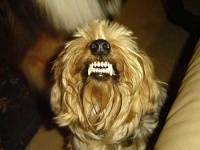 image of silky_terrier