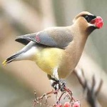 image of bird