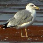 image of bird