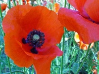 image of flower