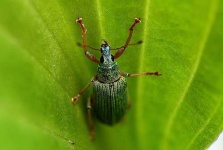 image of weevil
