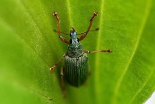 image of weevil #2