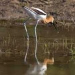 image of bird