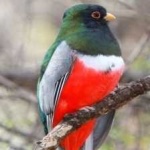 image of bird