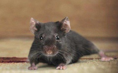 image of animal
