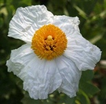 image of flower