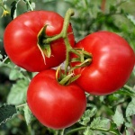 image of tomato #34