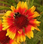 image of flower