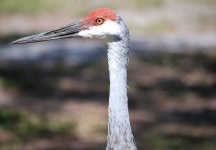 image of crane