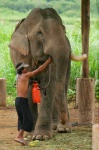 image of tusker